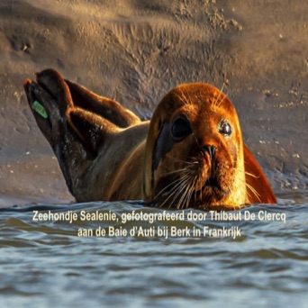 Sealenie, gefotografeerd door Thibaut De Clercq.jpg
